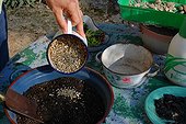 Cuttings in a garden
