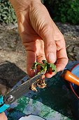 Cuttings in a garden