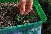 Cuttings in a garden
