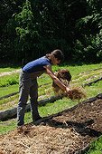 Straw mulching in a garden