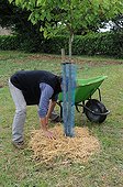 Straw mulching in a kitchen garden