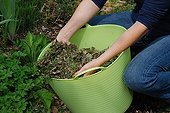 Mowing mulching in a kitchen garden