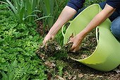 Mowing mulching in a kitchen garden
