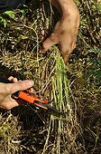 Mulching in a kitchen garden