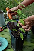 Cuttings in water in a garden