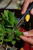 Cuttings of leaves in a garden