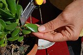 Cuttings of leaves in a garden