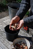 Cuttings in a garden