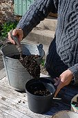 Cuttings in a garden