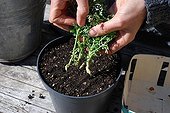 Cuttings in a garden
