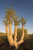 Bottle Tree - Damaraland ; Bottle Tree (Pachypodium lealii) - Succulent tree with a milky latex, endemic to the pre-Namib of northern Namibia. Damaraland, Namibia.