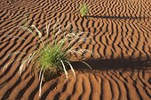 Namib desert ; Namibia - Green Bushman grass (Stipagrostis sp.) in March during the rainy season in the Namib Desert.