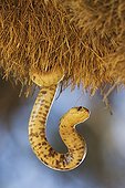 Cape cobra in Social-weaver nest South Africa ; Cape Cobra (Naja nivea) - Raiding a huge communal nest of Sociable Weavers (Philetairus socius). Its venom is neurotoxic and fatal in humans. Kalahari Desert, Kgalagadi Transfrontier Park, South Africa.