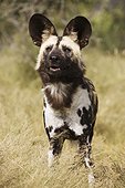 African wild dog - Namibia ; African Wild Dog (Lycaon pictus) - Photographed in captivity. Harnas Wildlife Foundation, Namibia.
