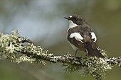 Male Pied Flycatcher on a branch Hinshult Sweden