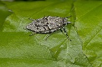 March tubic on a leaf Denmark