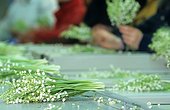 Sorting Lily of the valley in the Nantes region France 