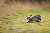 Rabbit yawning Los Glaciares Tierra del Fuego Argentina