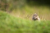 Rabbit scatching Los Glaciares Tierra del Fuego Argentina