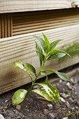 Plant suffering from the neighbor weedkiller