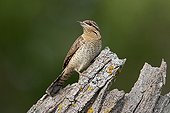 Wryneck on a dead trunk Ebre Valley Spain