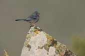 Dartford warbler male on a rock, Ebro Valley, Spain