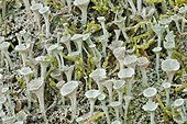 Lichen Apothecia cup moss Valromey Jura France 