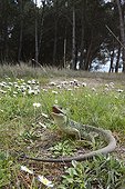 Ocellated lizard on the ground, Spain