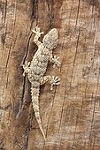 Crocodile gecko climbing on a trunk, Spain