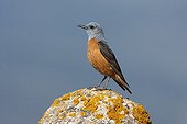 Male Common rock thrush on a rock Spain