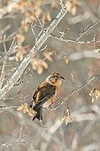 Common Crossbill on a branch Spain