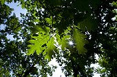 Pyrenean Oak leaves against the light Spain
