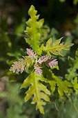 Young leaves Pyrenean Oak Spain 