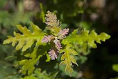 Young leaves Pyrenean Oak Spain 