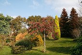 Shrubs in a garden in autumn