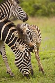Burchell’s zebra Mother and foal South Africa