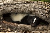 Striped skunk in a hole in a tree USA