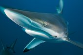 Requin Bordé Aliwal Shoal Afrique du Sud Océan Indien