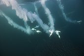 Cape Gannets hunting Sardines South Africa Indian Ocean 