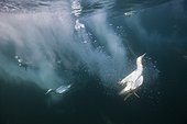 Cape Gannets hunting Sardines South Africa Indian Ocean 