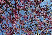 Judas tree blossoms in a garden in spring France