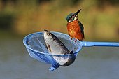 Common kingfisher on a dipnet with a fish England