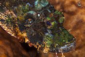 Portrait of Scorpionfish on the reef Indonesia