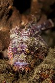 Portrait of Scorpionfish on the reef Indonesia