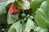 Indian almond tree in fruit