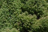 Japanese cedar foliage in a garden