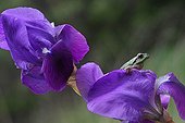 Southern Tree Frog on a Iris flower after rain France