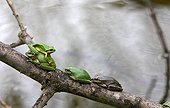 Southern tree frogs on a branch in an organic garden 
