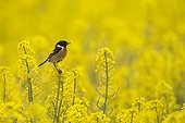Male Stonechat perched on rape seed flower at spring GB