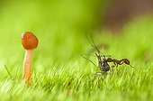 Ant carrying a dead mosquito, Vosges, France